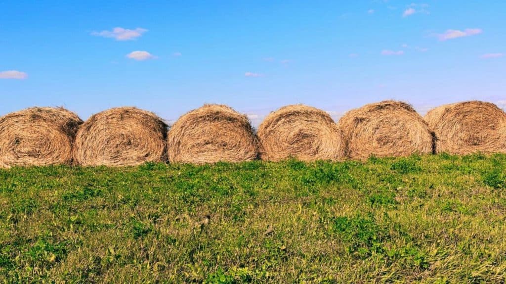 Oddłużanie gospodarstw rolnych - jak przebiega