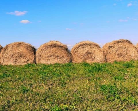 Oddłużanie gospodarstw rolnych - jak przebiega